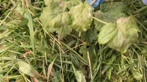 Природное земледелие.