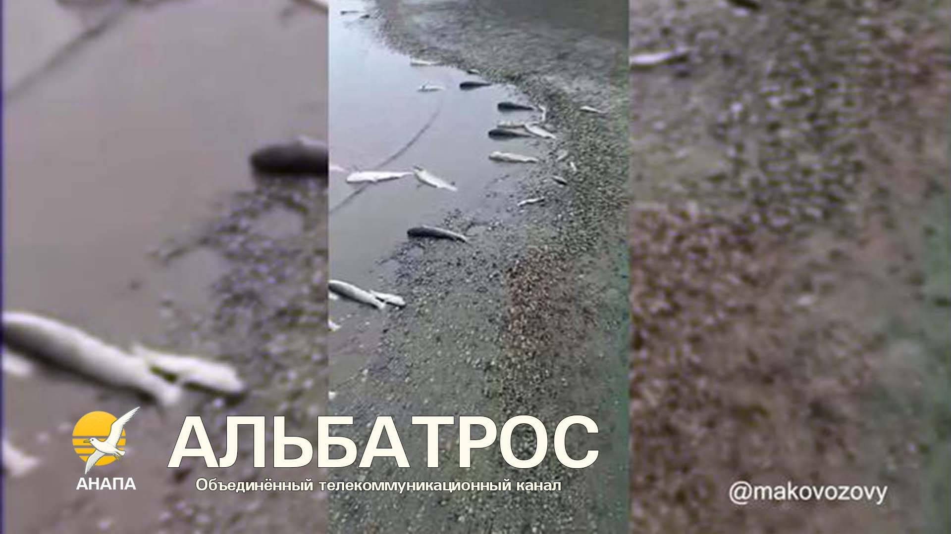 Берег утопает в рыбе! Что происходит на Витязевском лимане, шокирует // 10 октября 2025 года