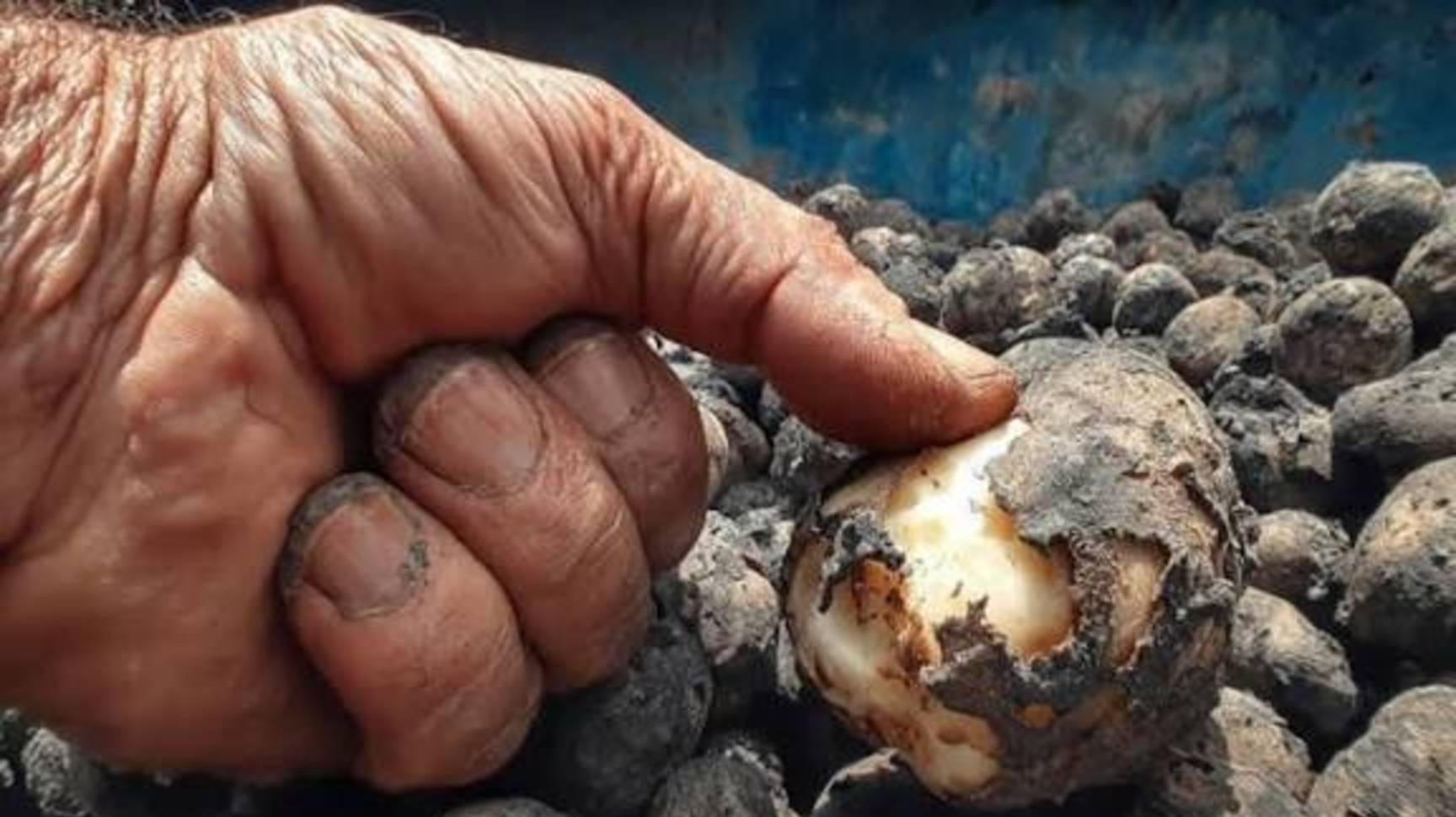 Ужас,голодная зима,картоха вся сгнила/спускаем овощи в погреб/11.10.25г смотреть онлайн