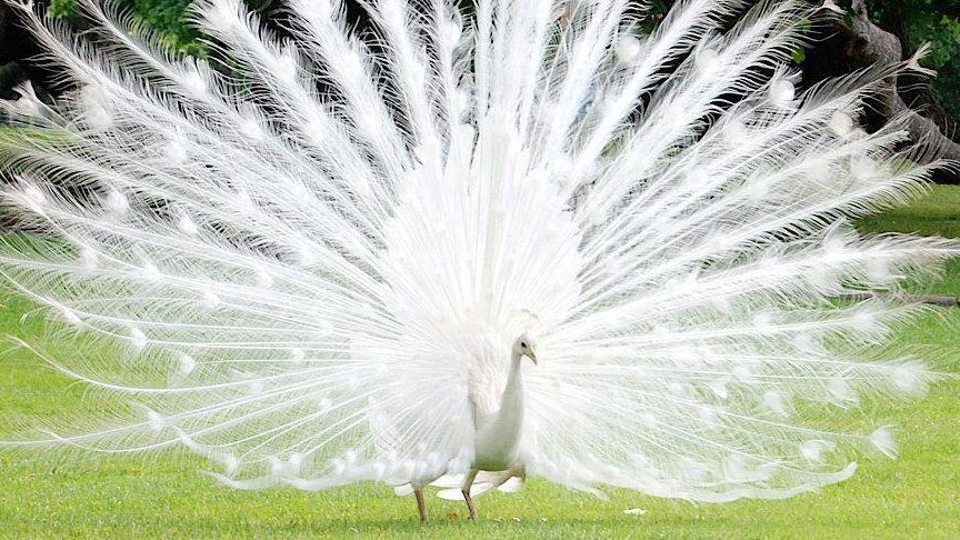 А нас природа не раскрасила. 🫠 смотреть онлайн