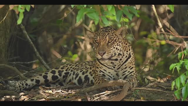 Исследуйте джунгли Амазонки с живописными видами, птицами, дикими животными и рептилиями смотреть онлайн