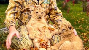 ОБХОХОЧЕШЬСЯ! Посмотрите на невозмутимость этого львенка, настоящий ЦАРЬ ЗВЕРЕЙ!