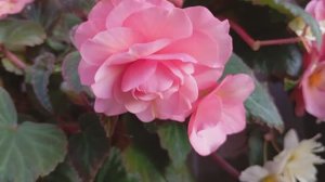 Бегония Инглиш Роуз (Begonia English Rose)