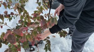 Голубика в сибири. Заложились цветочные почки