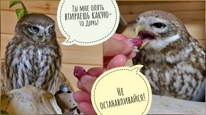 Чем нужно кормить сов в домашних условиях? Правильное питание - залог здоровья совы