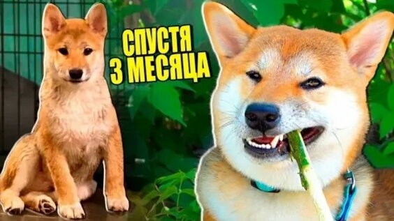 МОЯ СОБАКА СПУСТЯ 3 МЕСЯЦА