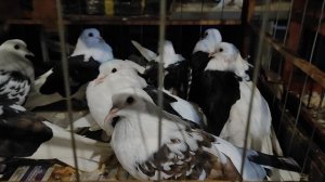 13.10.2025г Ярмарка ст.Бронницы ч 3