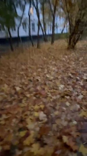 Золотая осень и дождь стучит по листьям🌧