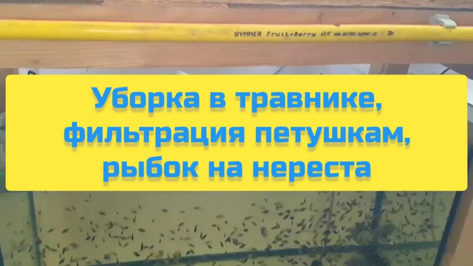 УБОРКА В ТРАВНИКЕ, ФИЛЬТРАЦИЯ ПЕТУШКАМ, РЫБОК НА НЕРЕСТ смотреть онлайн