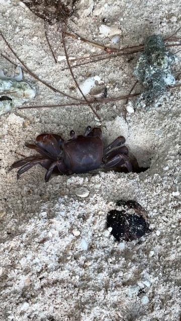 Сейшельские крабы: меланхолик и холерик.