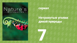 Нетронутые уголки дикой природы 7 серия «Береговые леса Канады» (документальный сериал, 2012)