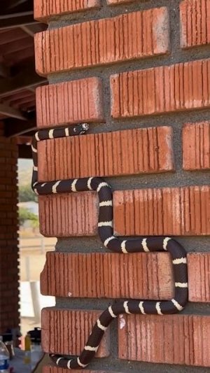 В змейку поиграем...))))