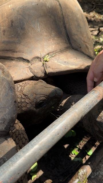 Черепашьи нежности