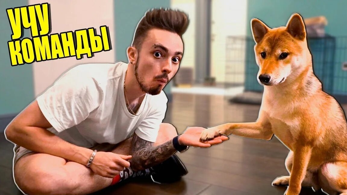 МОЯ Собака Впервые УЧИТ Команды! смотреть онлайн