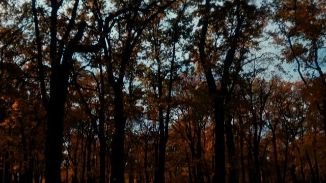 Самара. Осень #mcpro24fps #vivox200pro #djiom6 #samara #лето #zov #Россия #anamorphic