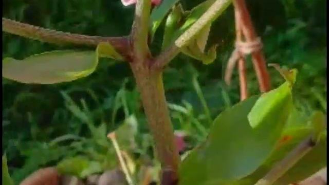 КОМЕДИЯ РОК Останется Любовь, Любовь!!! смотреть онлайн