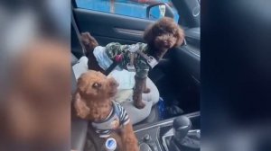 Смешные кошки собаки - 2025 год