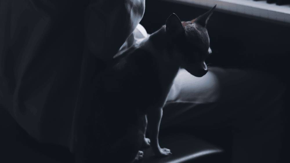 Gibran_Alcocer_-_Solas смотреть онлайн