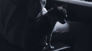 Gibran_Alcocer_-_Solas