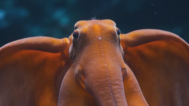 Подводные жители океана смотреть онлайн