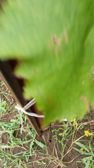 КРАСКИ ОСЕНИ виноград селекции Калугина В.М. +79900274169, +79900274170