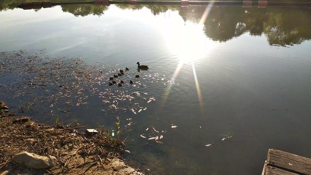 Утка и утята