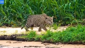 Ягуар охотится на крокодила, капибару и дерётся с выдрами