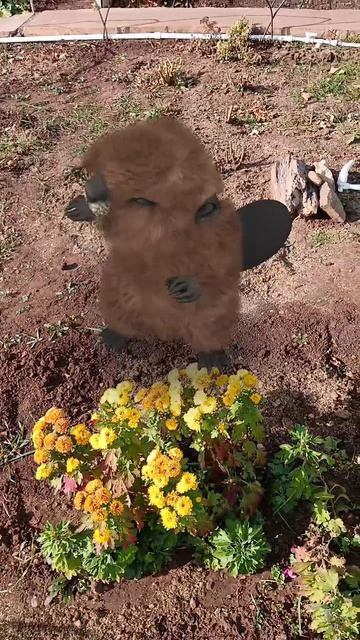 Бобряша танцует, с добрым утром 🤗👍👍#доброеутро #утро #осень смотреть онлайн