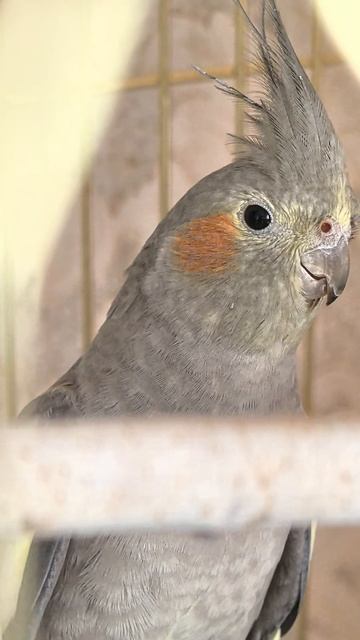 Каспер: потеря точки "С"!!! смотреть онлайн