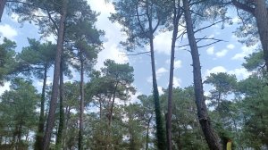 Пицунда, реликтовая сосна и центральный пляж