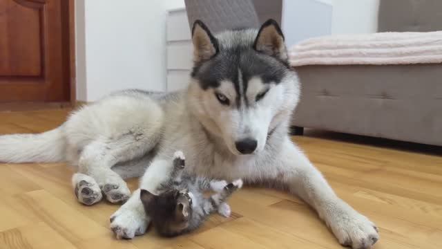 Крошечный котенок пытается поиграть с Хаски смотреть онлайн