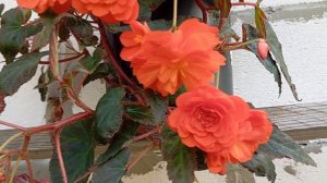 Бегония Белина Оранж (Begonia Belina Orange)