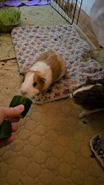 Свинки и огурцы неразлучны