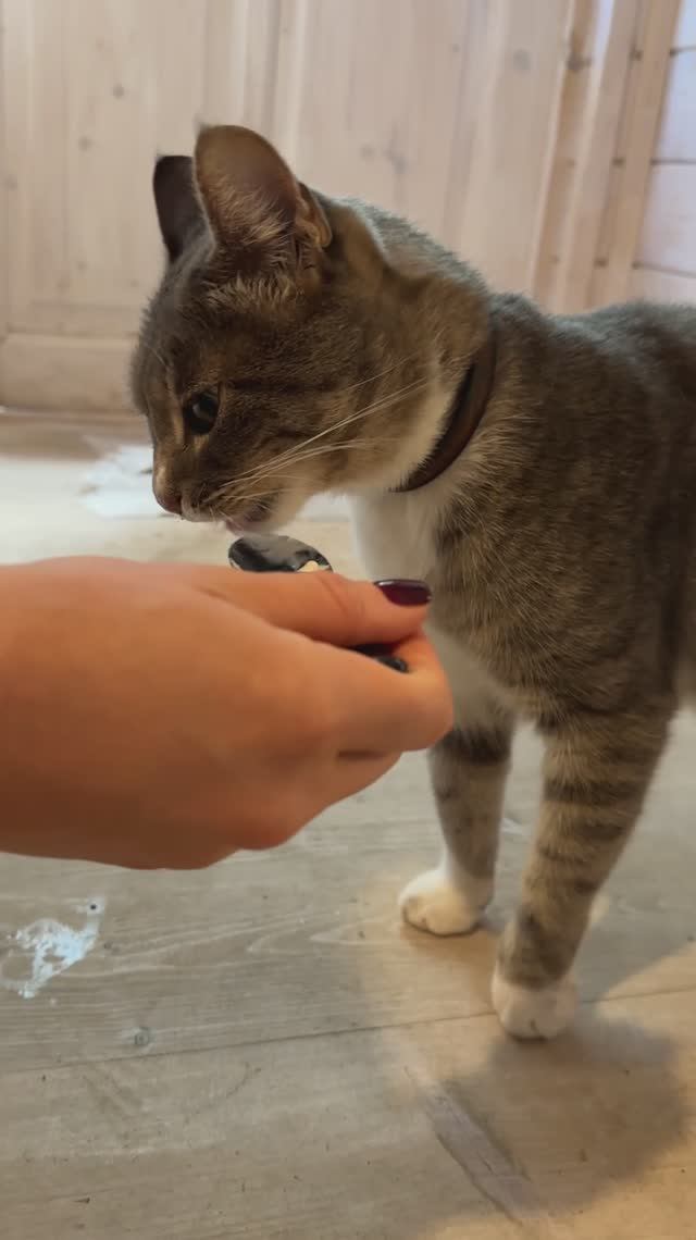 КОТИК🤩 смотреть онлайн