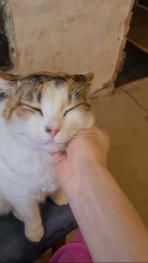 Её величество Глазка, она же Котлетка, она же Рафаэлка 😄