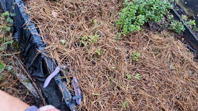 Что еще можно сделать для голубики сейчас,в октябре.!? смотреть онлайн