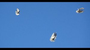 БК торцовые голуби Регулярного Василия Ильича рутуб3