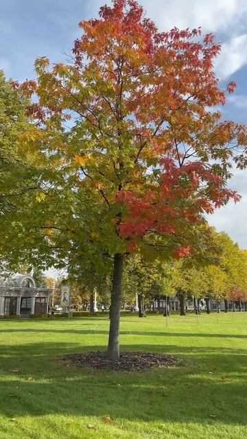 Осенняя #медитация прогулка смотреть онлайн