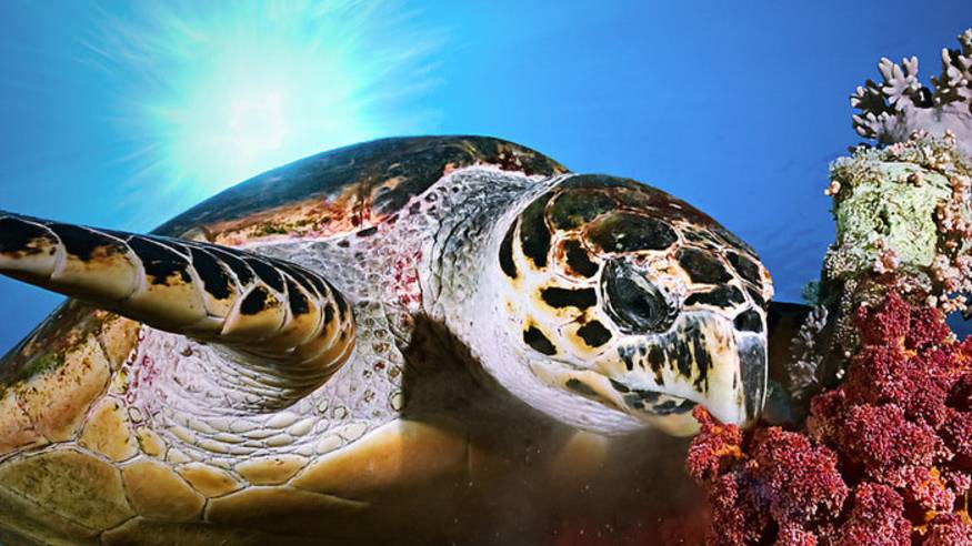 Всемирный день борьбы с ожирением смотреть онлайн