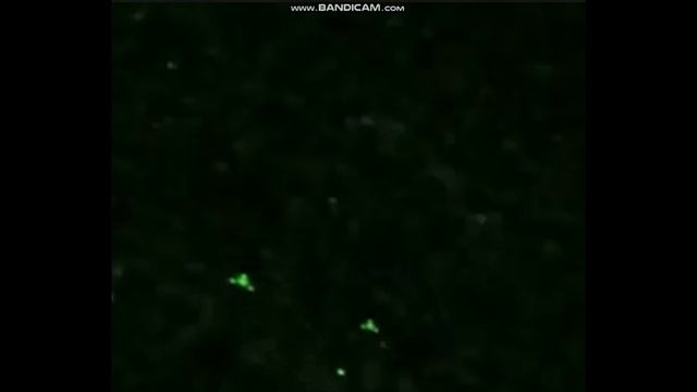 НЛО реальное видео. Самые яркие видео НЛО смотреть онлайн