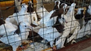 13.10.2025г Ярмарка ст.Бронницы ч 2