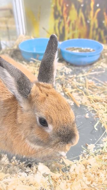 Кролик смотреть онлайн