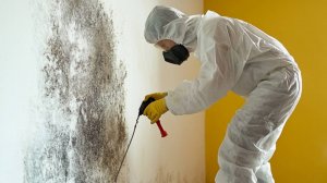 Уксус и сода не спасут: как навсегда избавиться от плесени в квартире