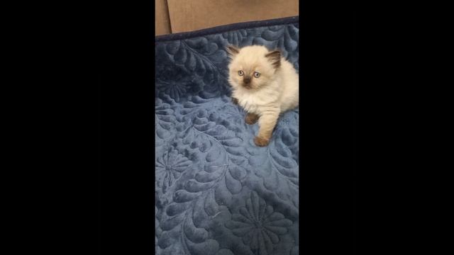 Ля Мур