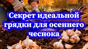 Готовим грядку под осенний чеснок, что добавить в землю для шикарного урожая