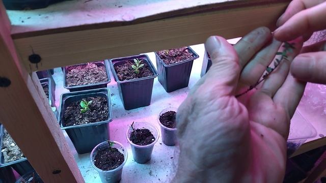 Черенки клюквы пересаживаю в стаканчики