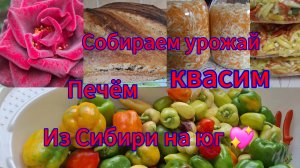 11-10-2025 Переезд из Сибири на юг 💖/Наслаждаемся южной жизнью ☀️/Испортилась погода,но дел много/