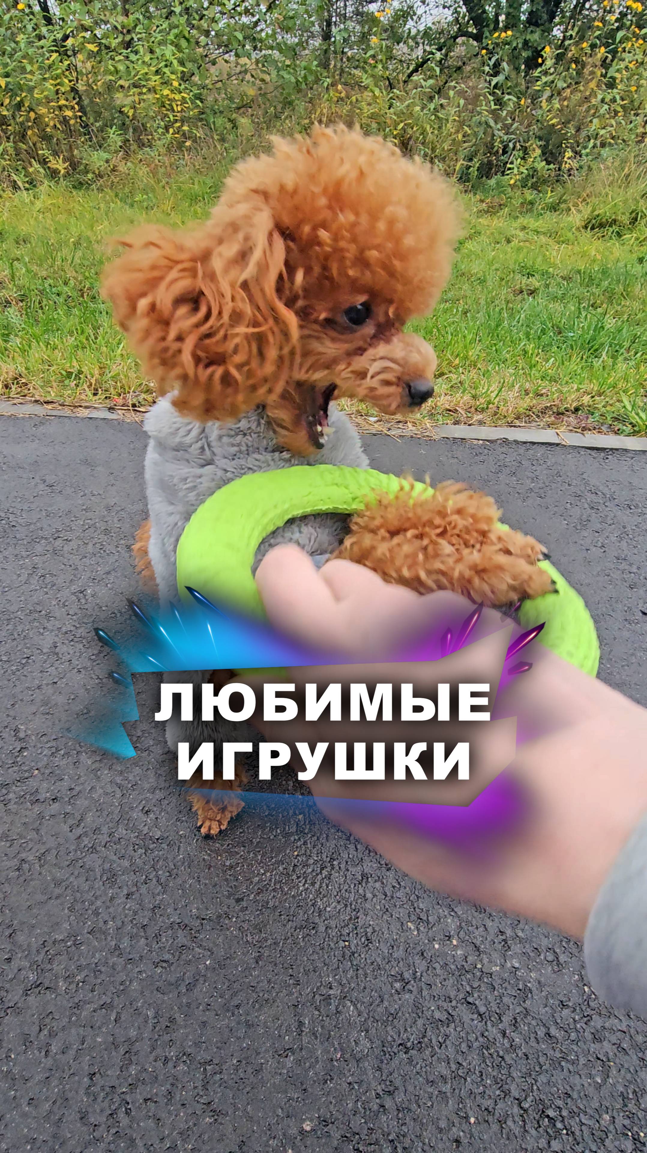 Они обожают эти игрушки! #животные смотреть онлайн