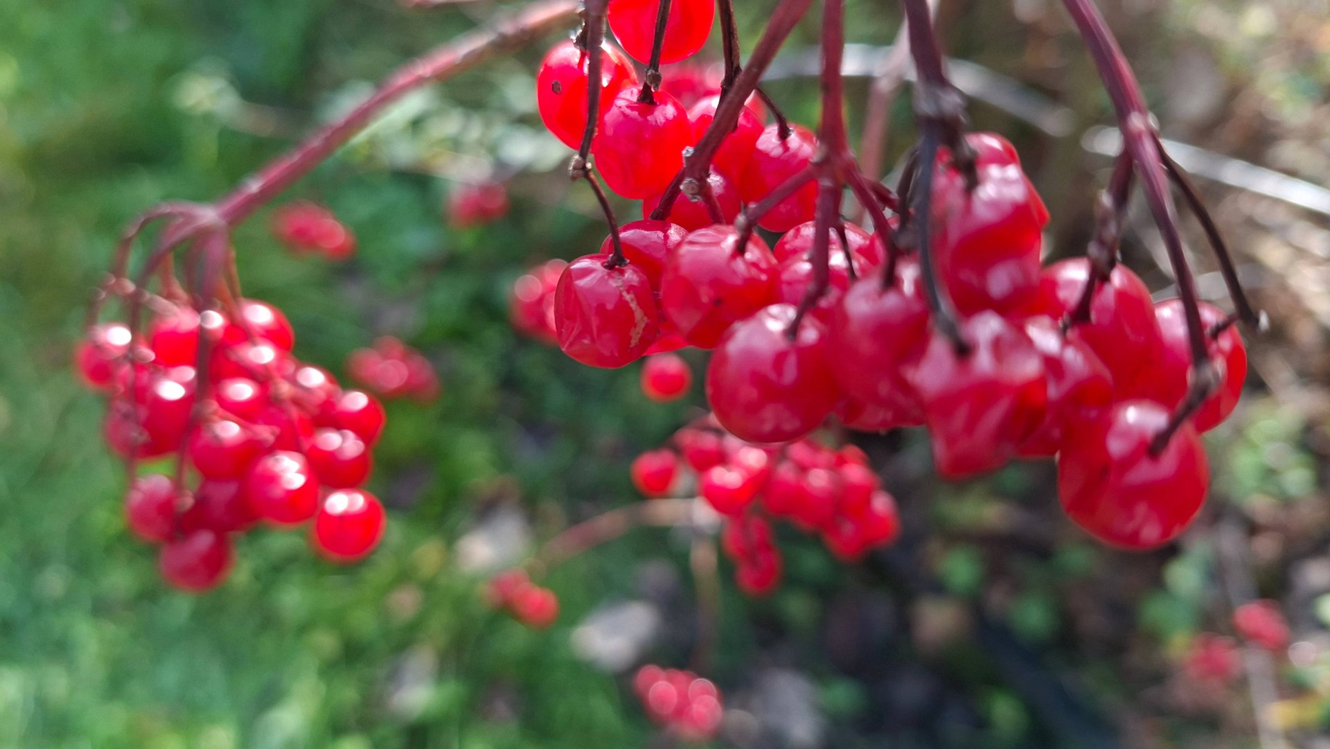 Калина октябрь 2025 Подмосковье