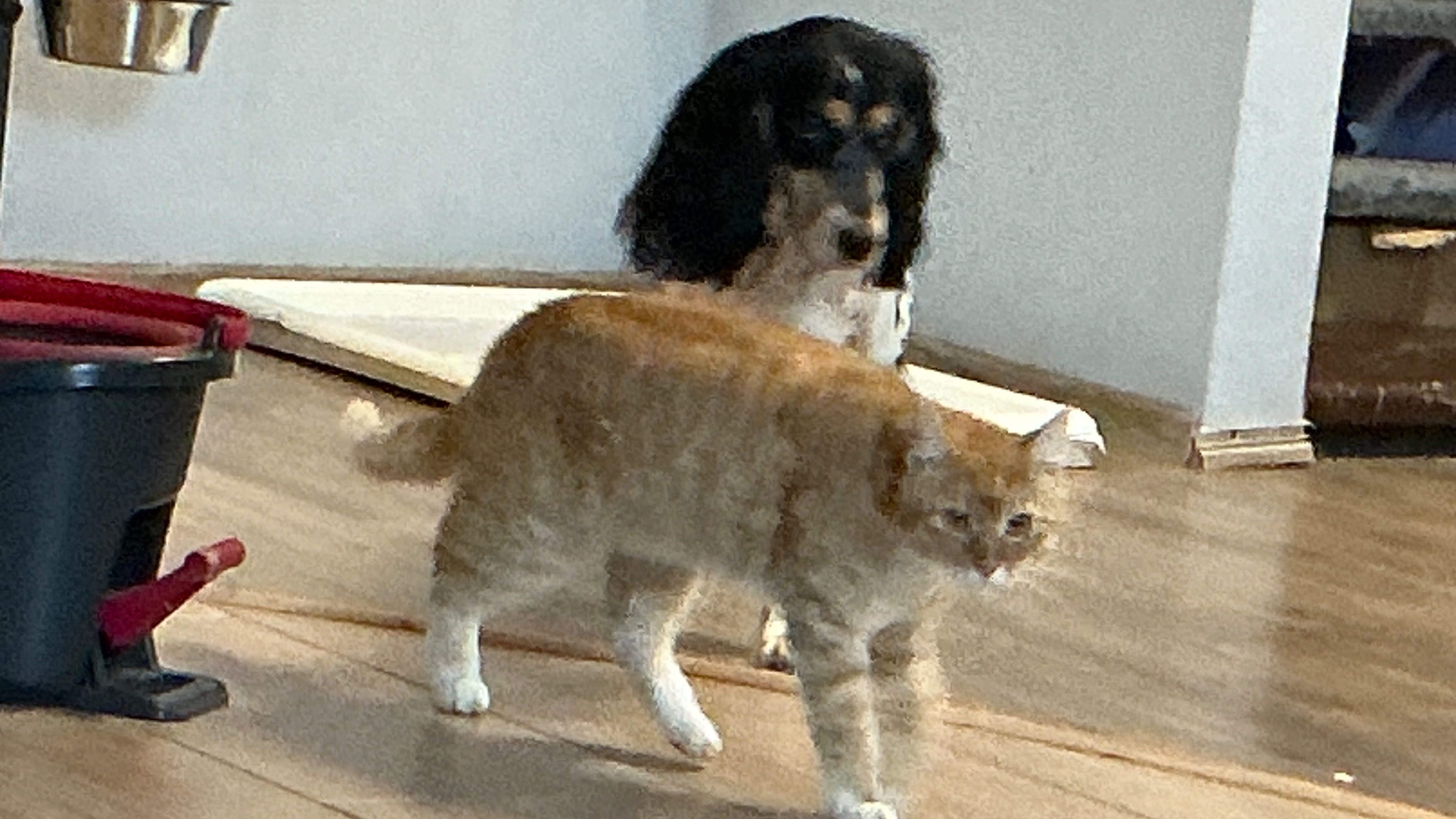 Самые крутые вещички SIGMA СОБАЧКИ ЛЮСИ